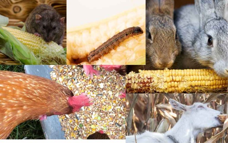 What Animals Eat Corn