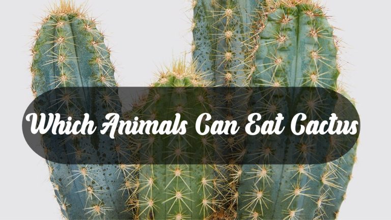 Which Animals Can Eat Cactus